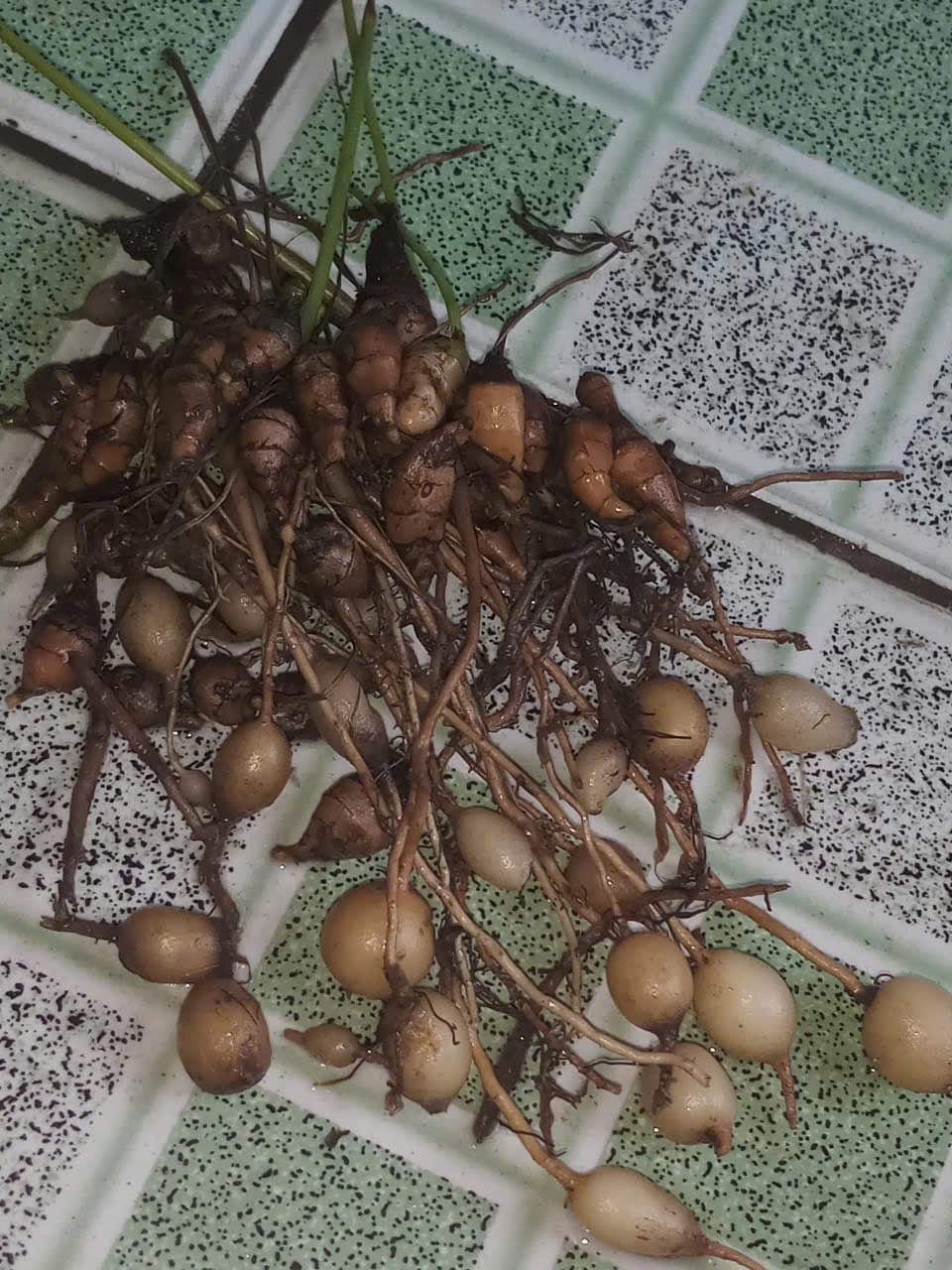 Cây Củ Trứng Đất